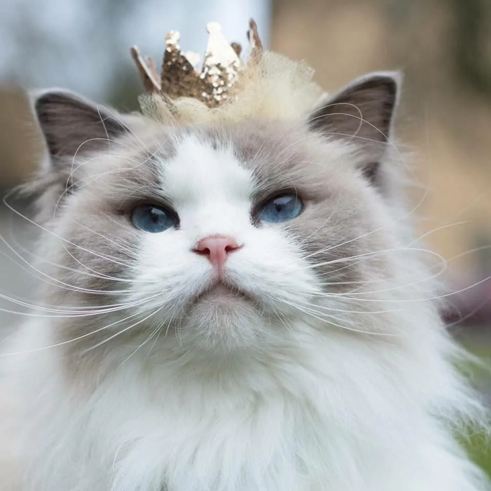 68747470733a2f2f73332e616d617a6f6e6177732e636f6d2f776174747061642d6d656469612d736572766963652f53746f7279496d6167652f6a43707a674a64354461373135773d3d2d3836343739373932352e313630356237316236643561633431