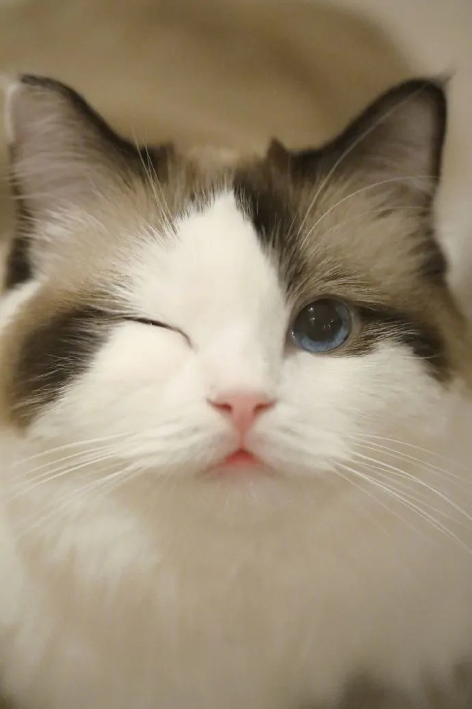 68747470733a2f2f73332e616d617a6f6e6177732e636f6d2f776174747061642d6d656469612d736572766963652f53746f7279496d6167652f736e3350306b2d676855355531513d3d2d3836343739373932352e313630356237323039613330646463